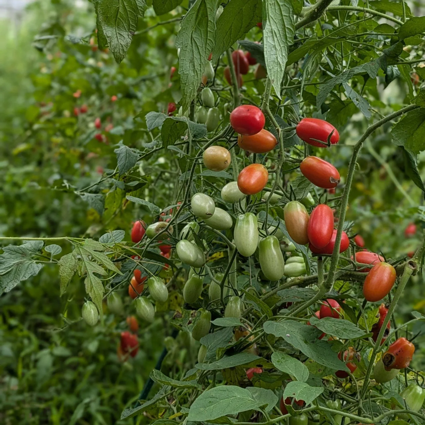 NARUMI FARM